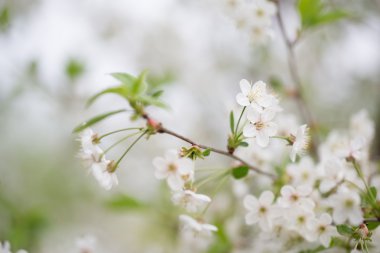 Bir su yansıması ile güzel kiraz çiçeği. Kolaj. S