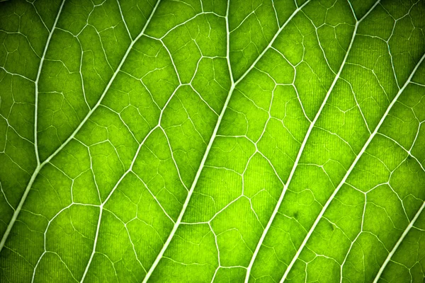 Textur des frischen grünen Blattes für natürlichen Hintergrund. gemildert — Stockfoto