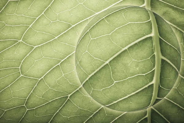 Planeta con textura de hoja natural. Collage. Tonificado — Foto de Stock