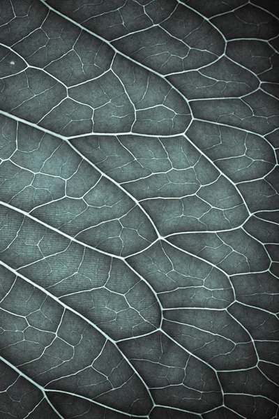 Textur des frischen grünen Blattes für natürlichen Hintergrund. gemildert — Stockfoto