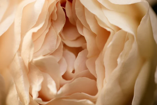 A flor da rosa de jardim fresca. Foco seletivo. Profundidade superficial de — Fotografia de Stock