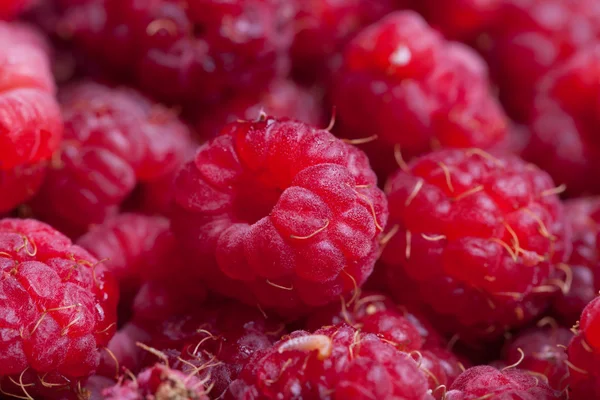 Lots of fresh bright red raspberries. Selective focus. Shallow d Stock Photo