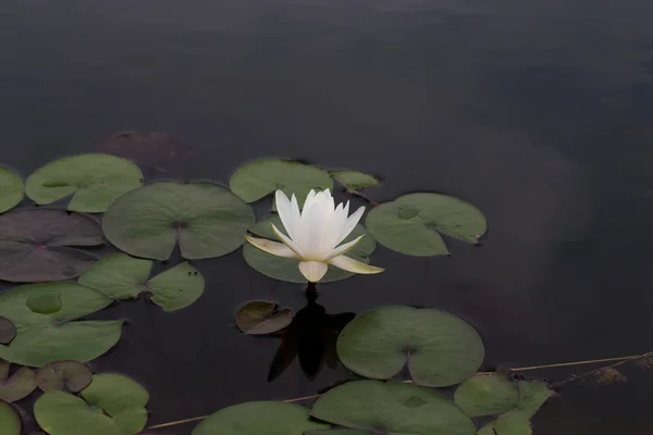 Folhas de lírio de água (Ninfeia) na superfície da lagoa de jardim . — Fotografia de Stock