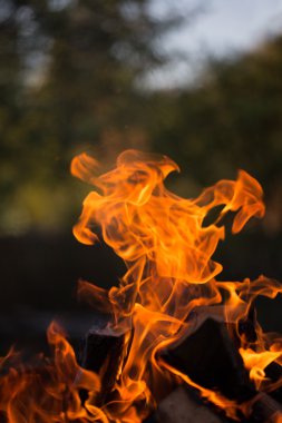 Şenlik ateşi parlak alevi. Defocused