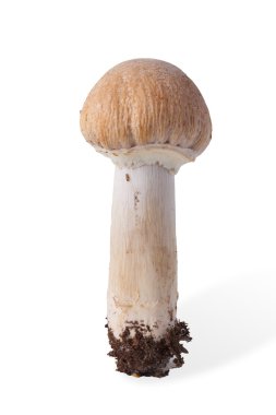 Yabani mantar (Rozites caperatus) üzerinde izole sonbaharda hasat 