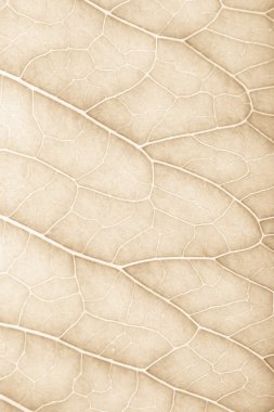 Doğal arka plan için taze yeşil yaprak dokusu. Tonda