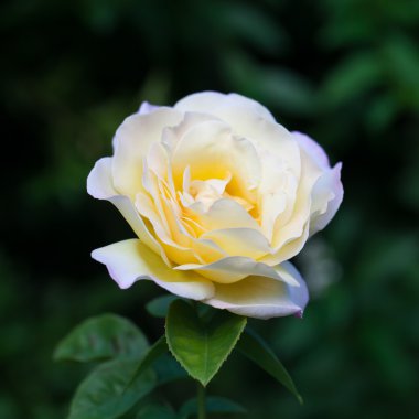 Taze bahçe gül çiçeği. Seçici odak. Sığ derinliği 