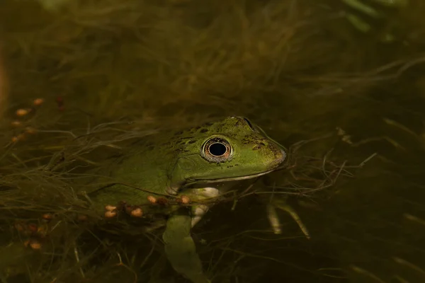 Žába v rybníce v zahradě. Selektivní fokus. Mělké hloubky o — Stock fotografie