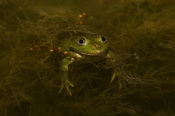 Žába v rybníce v zahradě. Selektivní fokus. Mělké hloubky o — Stock fotografie