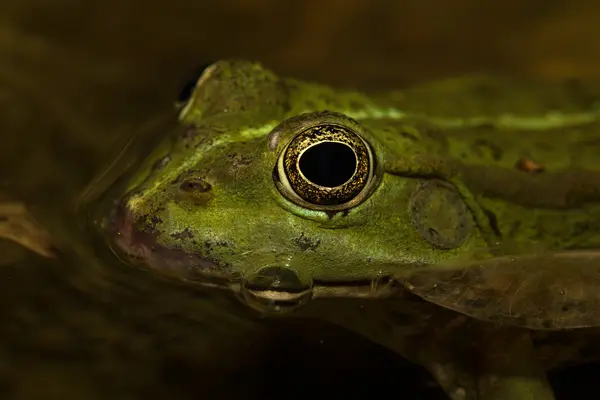 Žába v rybníce v zahradě. Selektivní fokus. Mělké hloubky o — Stock fotografie