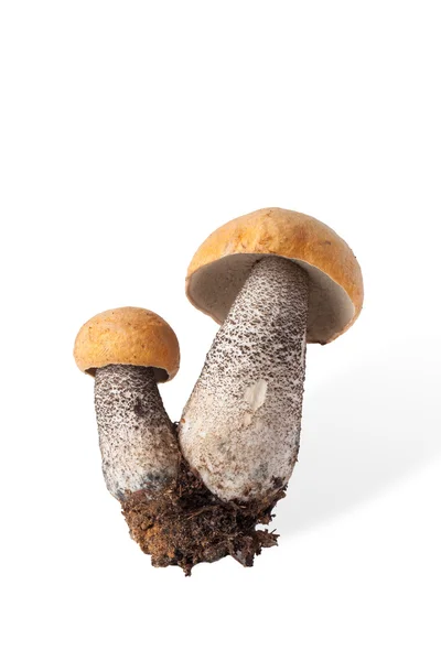 秋收的野生蘑菇橙色盖牛肝菌 (Leccinum) — 图库照片