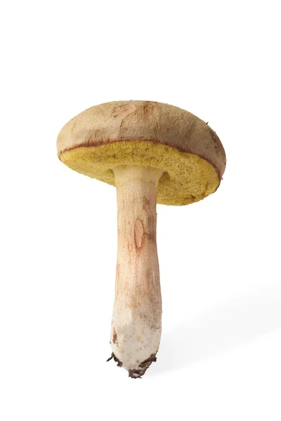 Colheita de outono do isolado de cogumelos selvagens (Xerocomus subtomentosus) — Fotografia de Stock