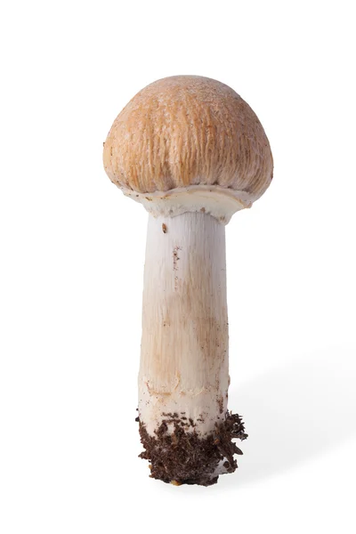 Colheita de outono de cogumelo selvagem (Rozites caperatus) isolado em — Fotografia de Stock
