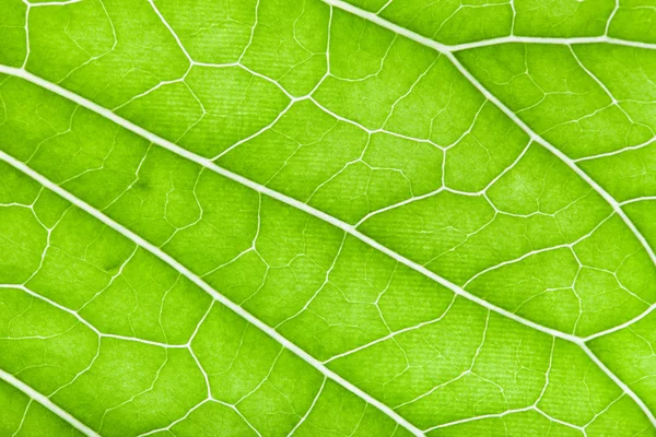 Текстура свежего зеленого листа для естественного фона — стоковое фото