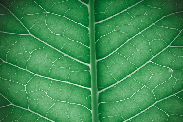 Textura de folha verde fresca para fundo natural. Tonificado — Fotografia de Stock