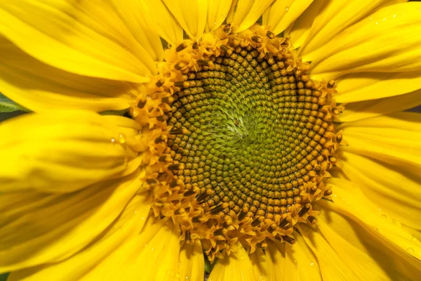 Bright yellow sunlight close up — Stock Photo, Image