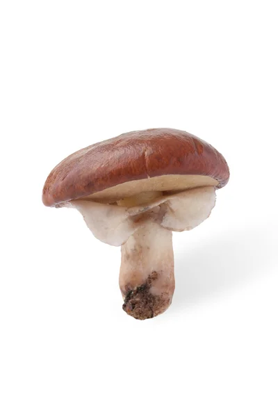 Colheita de outono de cogumelo selvagem (Suillus) isolado no branco — Fotografia de Stock