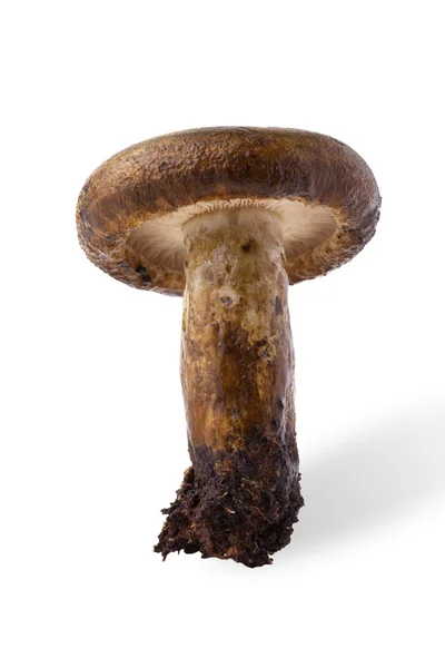 Colheita de outono de cogumelo selvagem (necator Lactarius) isolado em — Fotografia de Stock