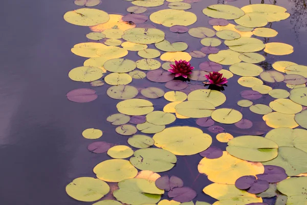 Lirio de agua (Nymphaea) en la superficie del estanque de jardín. Selectivo —  Fotos de Stock