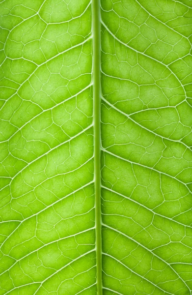 Textura de hoja verde fresca para un fondo natural — Foto de Stock