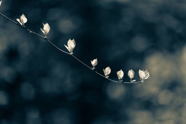 Bulanık arka planda taze yaprakları olan genç bir dal. Ayarlanmış.