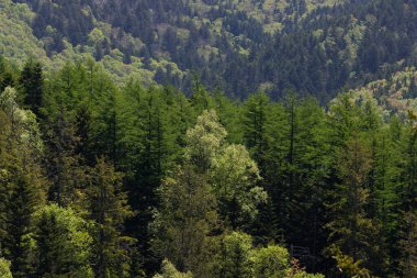 Sakhalin adasında güneşli bir günde orman manzarası.
