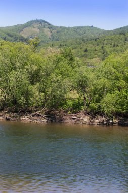 Sakhalin adasında güneşli bir günde orman manzarası.