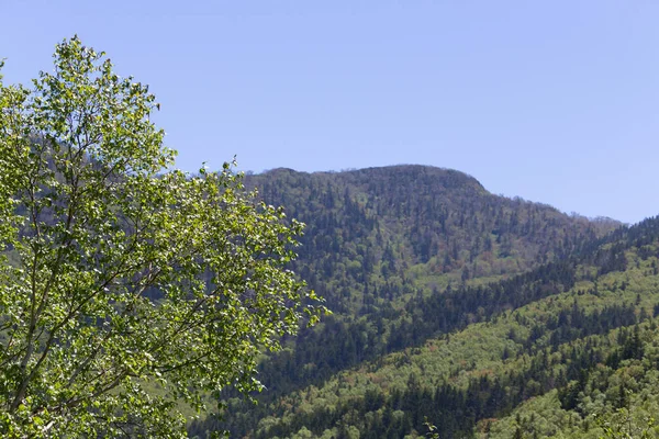 Forest Landscape Sunny Day Sakhalin Island — Stock Photo, Image