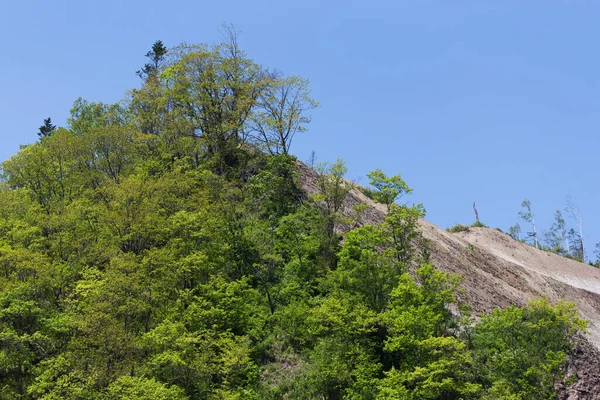 Waldlandschaft Einem Sonnigen Tag Auf Der Insel Sachalin — Stockfoto