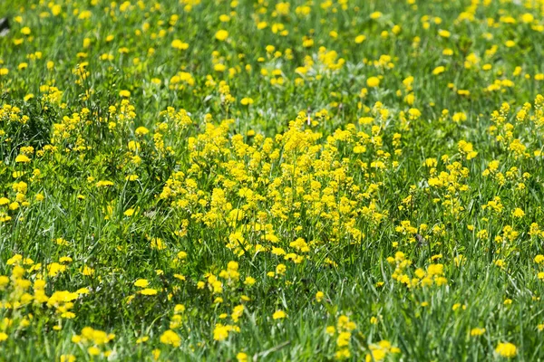 Желтые Цветы Цветущем Поле Солнечный День Острове Сахалин — стоковое фото