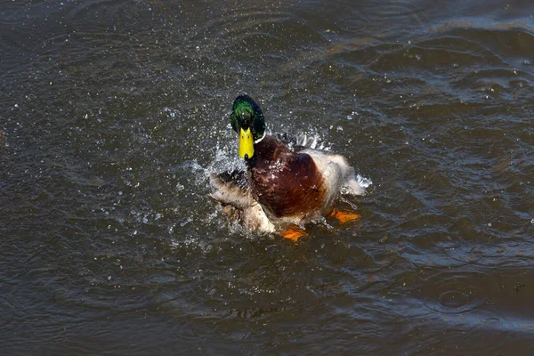 Duck plays on the water surface of the lake.