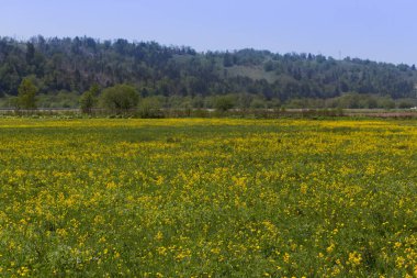 Sakhalin adasında güneşli bir günde çiçek açan bir tarlada sarı çiçekler..
