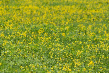 Sakhalin adasında güneşli bir günde çiçek açan bir tarlada sarı çiçekler..