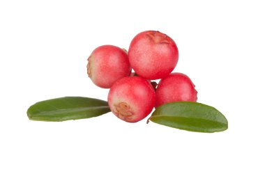 cowberry 열매와 나뭇잎에 고립 된 흰색 배경