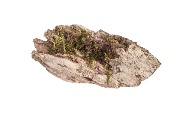 Stump with moss isolated on white background — Stock Photo, Image