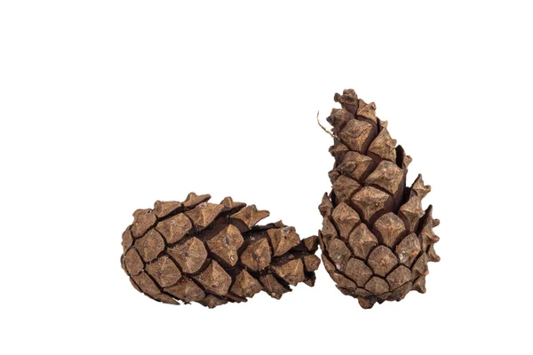 Two pine cones isolated on white background — Stock Photo, Image