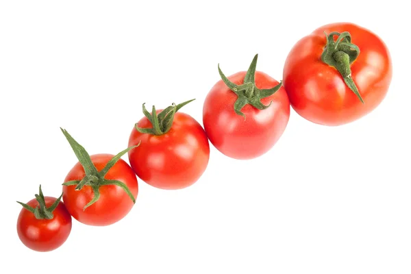 Tomates construídos em uma fileira isolada no fundo branco — Fotografia de Stock