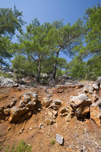 Pinho em uma colina de pedra . — Fotografia de Stock