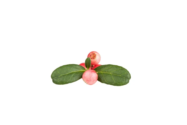 Forest berry cowberry with leaves isolated. — Stock Photo, Image