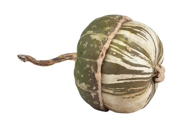 Green pumpkin that was just taken from the garden isolated on a white background — Stock Photo, Image