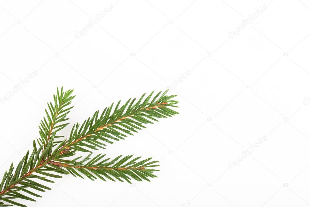 green fir twig isolated on white background