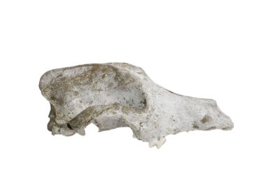 Beyaz bir arka plan üzerinde izole bir köpeğin eski kafatası