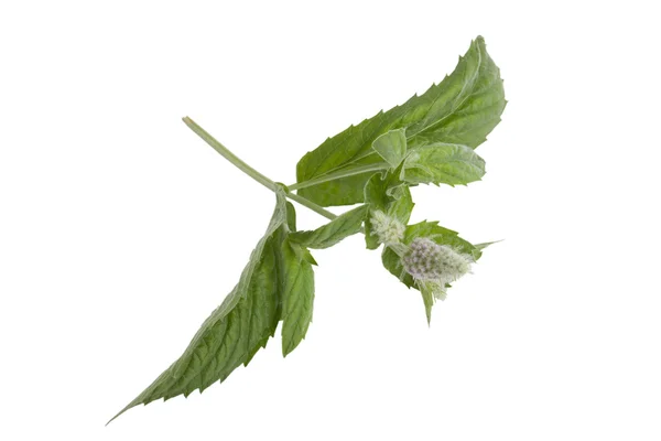 Foglia verde fresca e fiore di menta isolato su sfondo bianco — Foto Stock