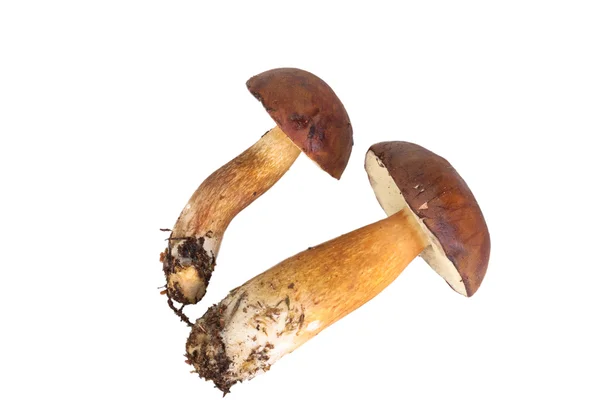 Funghi della foresta fresca (Boletus badius) isolati su fondo bianco — Foto Stock
