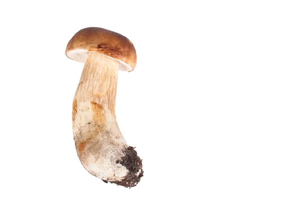 Fraîche forêt champignon cep isolé sur fond blanc — Photo