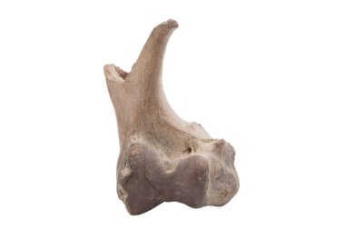 mamut kemik parçası