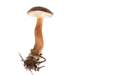 Beyaz backgr izole orman taze mantar (boletus badius)