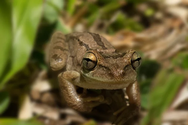 Frosch hyla squirella auf einem Blatt mit Schärfe auf den Augen — Stockfoto