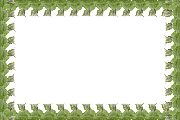 Simple cadre de feuilles de menthe isolées sur fond blanc — Photo