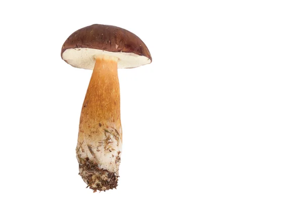 Cogumelos silvestres frescos (Boletus badius) isolados em branco retrogr — Fotografia de Stock